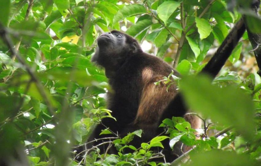 Los monos aulladores son especies centinelas. Foto: FCPP