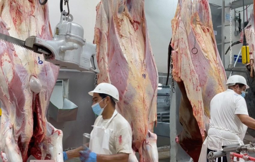 Producción de carne bovina. Foto: Cortesía