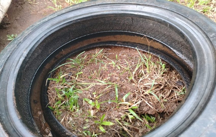 El Minsa insta a la eliminación de criaderos: Foto: Cortesía. 