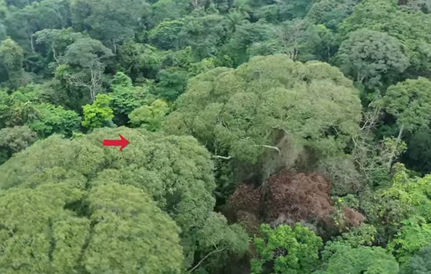 Vista del Dipteryx oleifera más de 20 días después de ser alcanzado por un rayo. Foto:  Evan Gora /Screenshot 