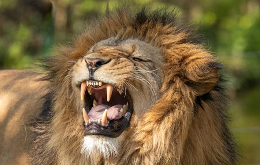 En Kenia, las agresiones mortales a personas son poco habituales. Foto: Pexels