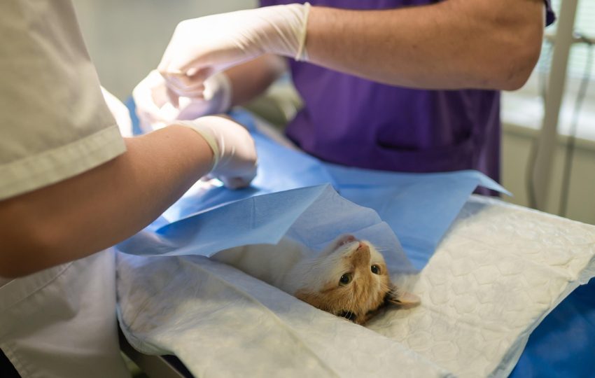 Recientemente se hicieron modificaciones al pliego de cargos. Foto: Ilustrativa / Pixabay