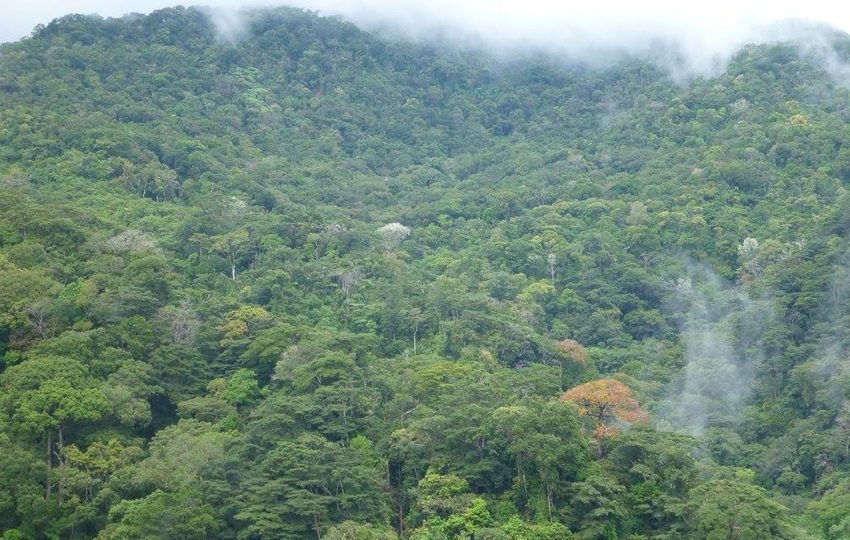 Reserva Natural Privada de Cerro Chucantí.