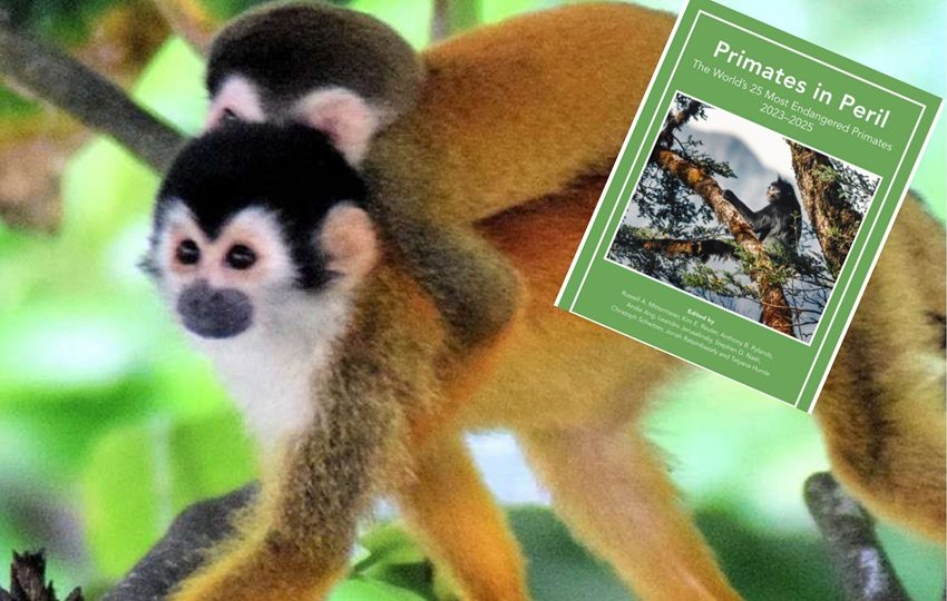 En Panamá no existen áreas protegidas dentro de su rango. Foto: Cortesía