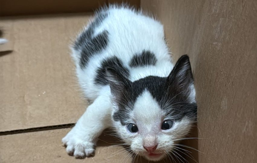 Aurora cuando recién fue adoptada. Foto: Cortesía