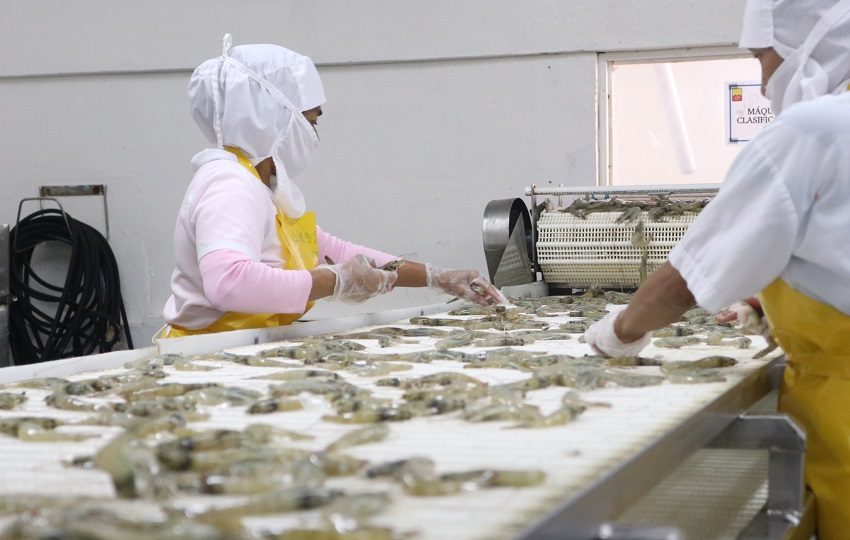 Los camarones congelados son de los productos más exportados. Foto: MICI