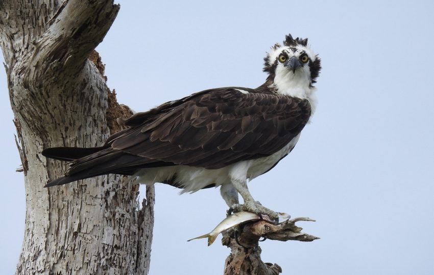 El  vuelo  de las aves migratorias simboliza la libertad y la fragilidad de nuestros ecosistemas.. Foto: Cortesía