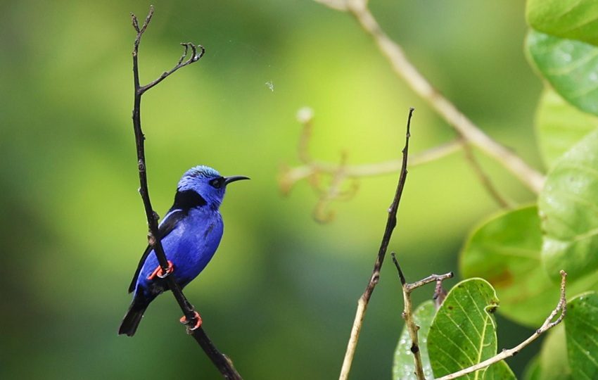 Fotografía de un mielero patirrojo (Red-legged Honeycreeper) en el Panama Rainforest Discovery Center este sábado, durante el Global Big Day. Foto: EFE