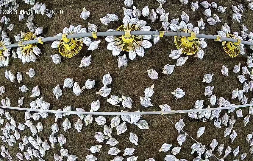 La IA puede facilitar  el manejo zoosanitario y administrativo. Foto: Cortesía