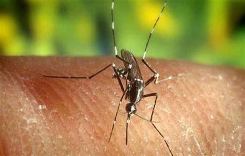 Esta enfermedad es transmitida a través del mosquito Anopheles. Foto: Cortesía