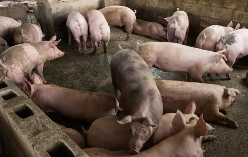 La peste porcina africana es una de las enfermedades que preocupa a la OMSA. Foto: EFE