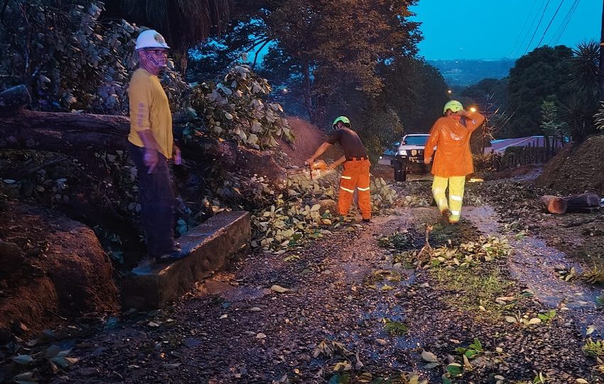 En Chiriquí cayeron algunos árboles en la vía. Foto. Sinaproc