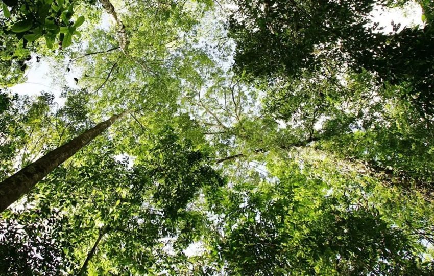 Todos los tipos de cedro fueron incluidos en el Apéndice II de Cites. Foto ilustrativa: EFE