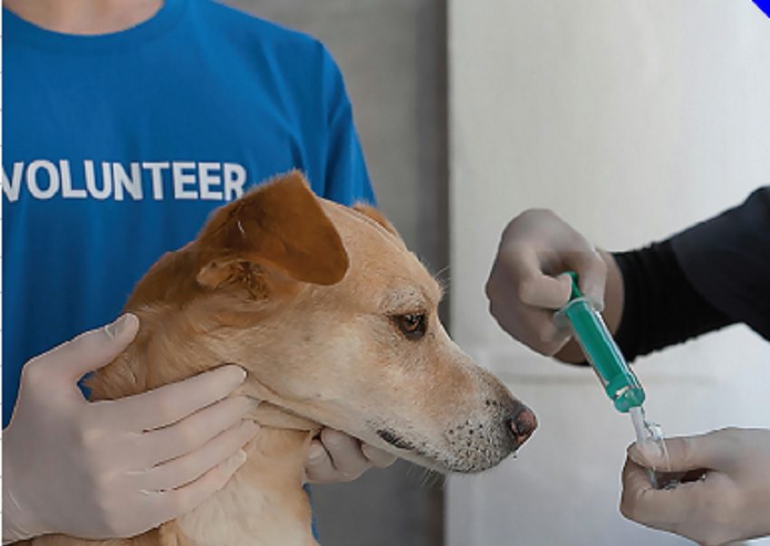 El hospital veterinario es una promesa de campaña. Foto ilustrativa