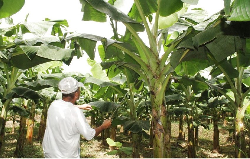 El mandatario también reveló que se reforzará la seguridad en las instalaciones de Chiquita de Panamá, debido a que esos bienes pertenecen a la empresa por una concesión que se le dio. Foto. Archivo