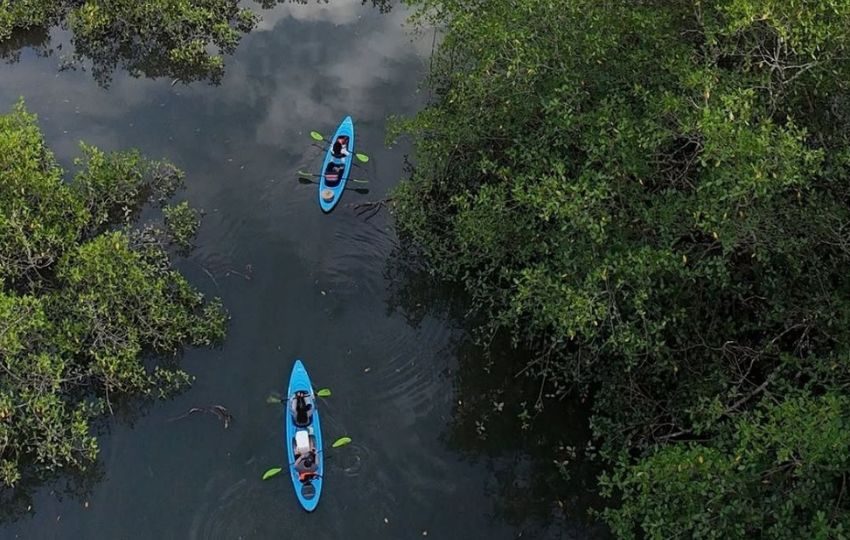 Se realizan excursiones en kayak por los manglares. Foto: Cortesía