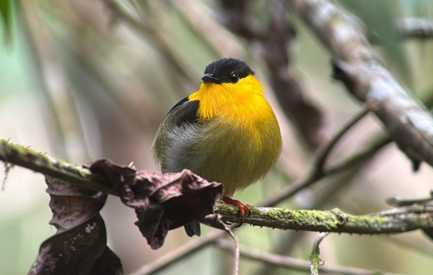 Imagen de un Saltarín Cuellidorado. Foto: Cortesía/ Rosabel Miró