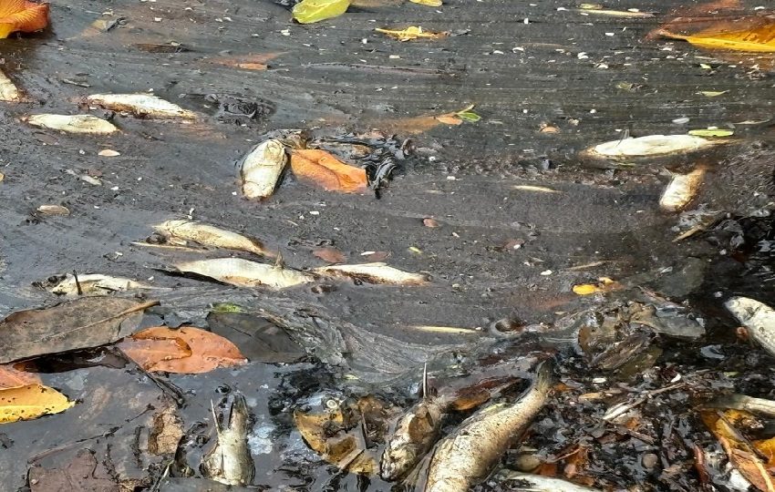 La entidad ofrece una recompensa de $500 por información que permita dar con los responsables de este crimen. Foto. MiAmbiente