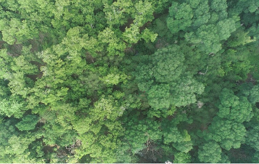 Vista aérea del manglar de Juan Díaz. Foto: Cortesía