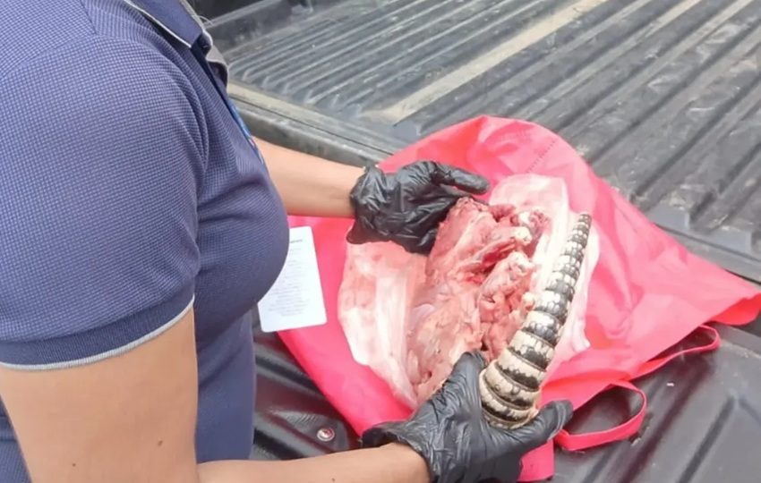 Indicios preliminares indican que la carne es de armadillo. Foto: Cortesía/MiAmbiente