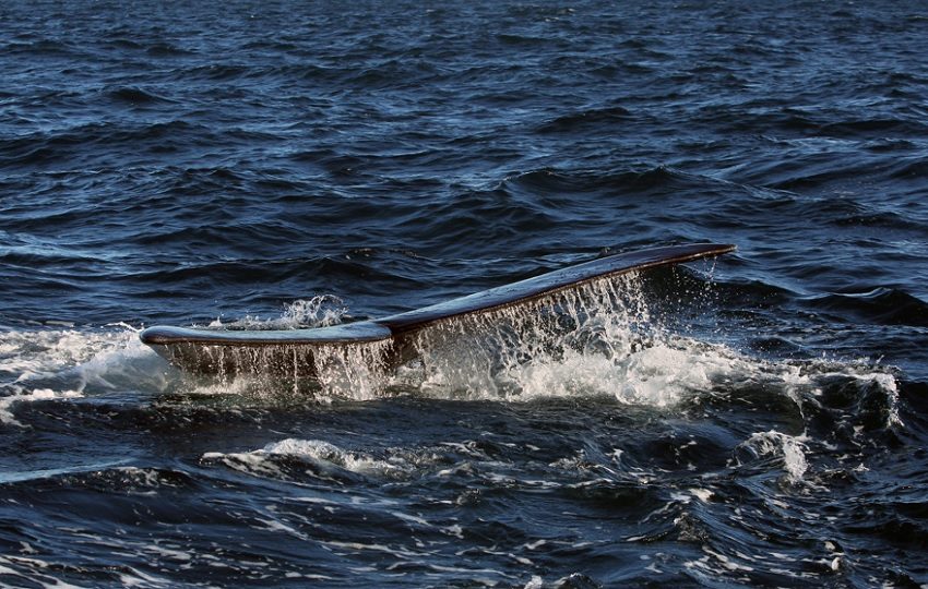 Una ballena en la Península Valdés, al norte de la Patagonia argentina, en la provincia de Chubut, Puerto Madryn (Argentina). EFE