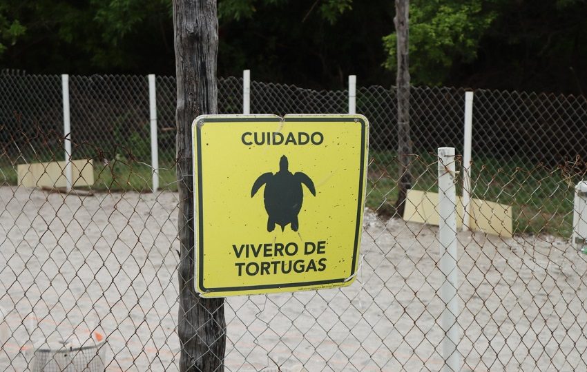 En las costas del Caribe y del litoral Pacífico de Panamá anidan cinco de las siete especies de tortugas marinas que existen en el planeta. Foto. MiAMbiente