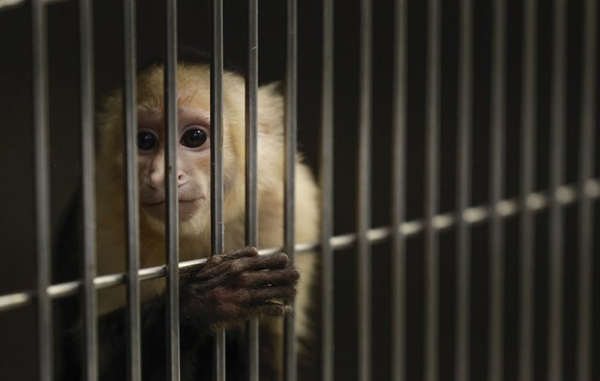 Un mono capuchino (Cebus imitator) en la clínica de Mi Ambiente. Foto: EFE