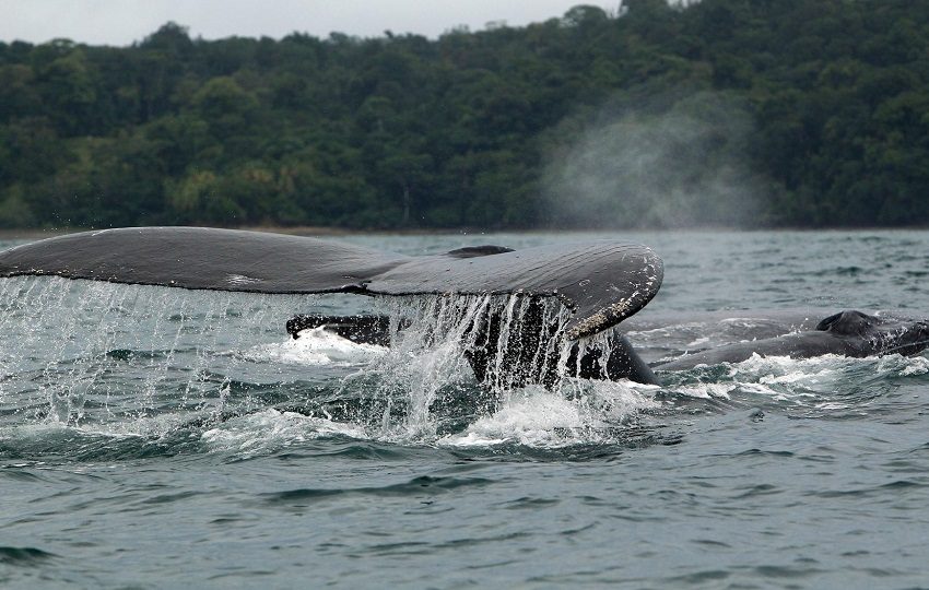 Ballenas jorobadas en el océano Pacífico. Foto. EFE