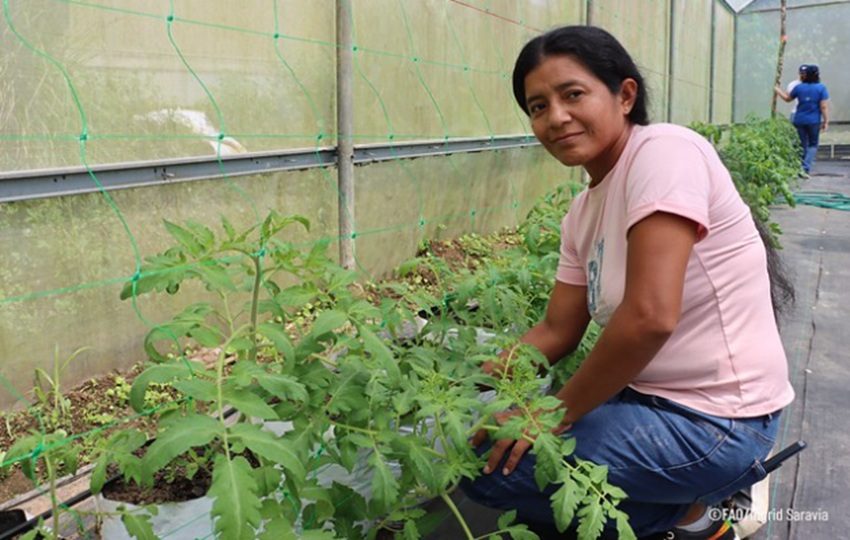 La inclusión productiva y social de la población registra avances. Foto: FAO
