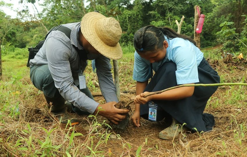 Este proyecto les ha traído variedades de plantones a las comunidades que ayudan a reforzar la conservación. Foto: Cortesía