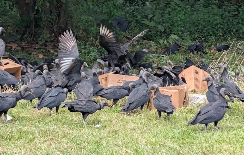 Presencia de gallinazos por los animales muertos. Foto: Cortesía