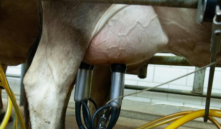 Muchos productores de leche han abandonado la actividad.  Foto ilustrativa