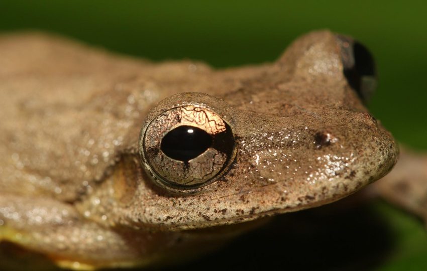 La rana 'Scinax garciadavilae'. Foto: EFE