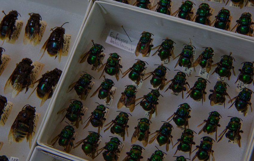 Las abejas de las orquídeas (Euglossini) son una de las familias de artrópodos donde pueden aparecer especies crípticas. Foto. Cortesía