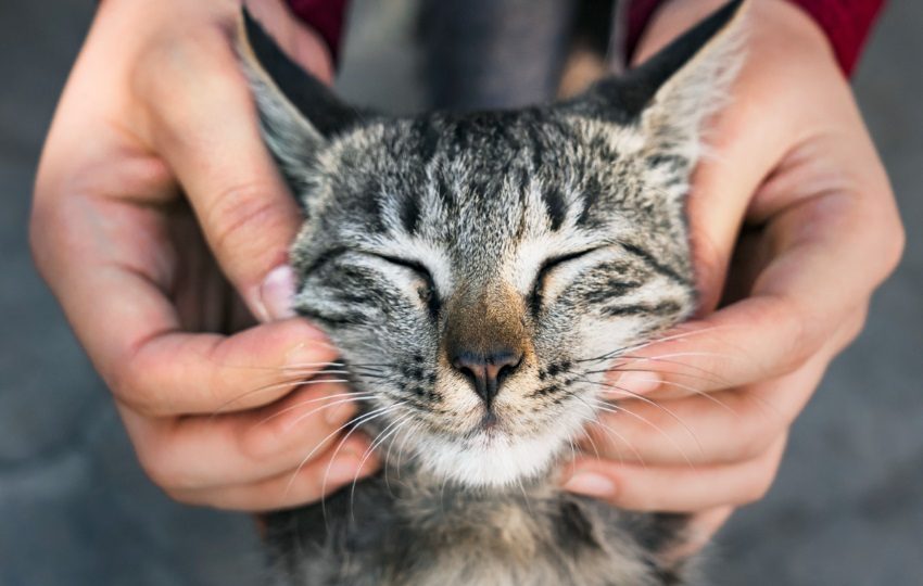 Fomenta la tenencia responsable y combate el abandono y maltrato. Foto: Ilustrativa / Freepik