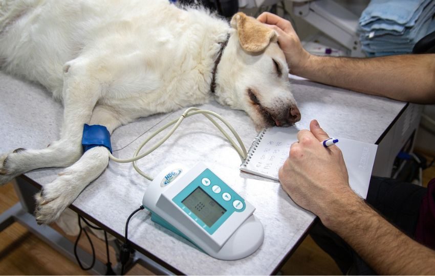 Los animales tendrán una atención completa. Foto: Pixabay