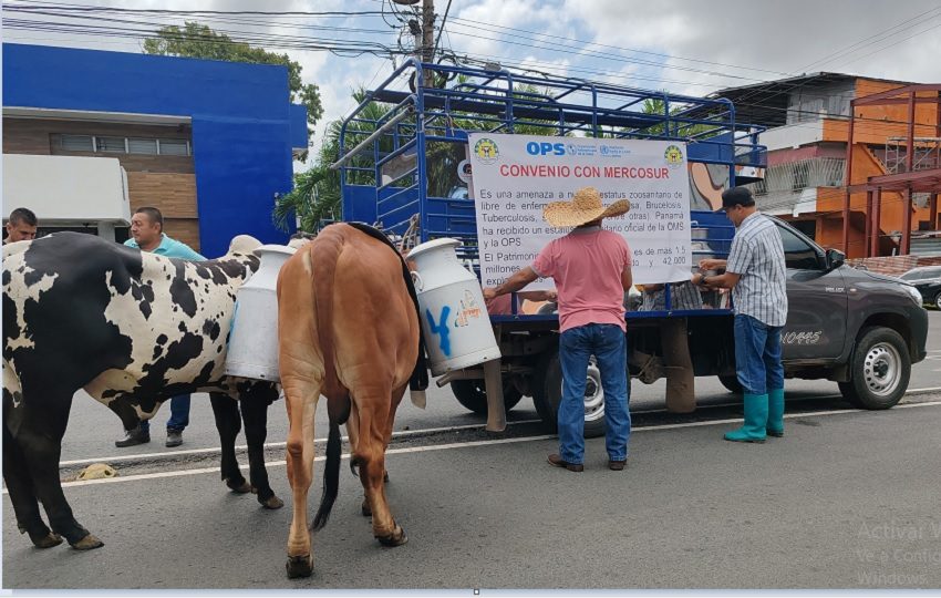 Los productores también advirtieron que estas importaciones están repercutiendo en el cumplimiento de sus compromisos financieros con las entidades bancarias. Foto. Eric Montenegro