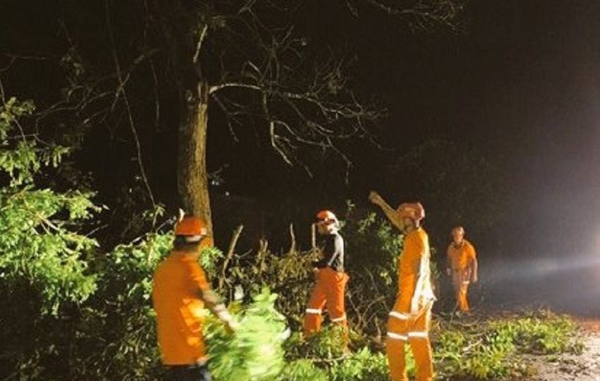 En Veraguas hubo caída de árboles en varios sectores. Foto. Sinaproc