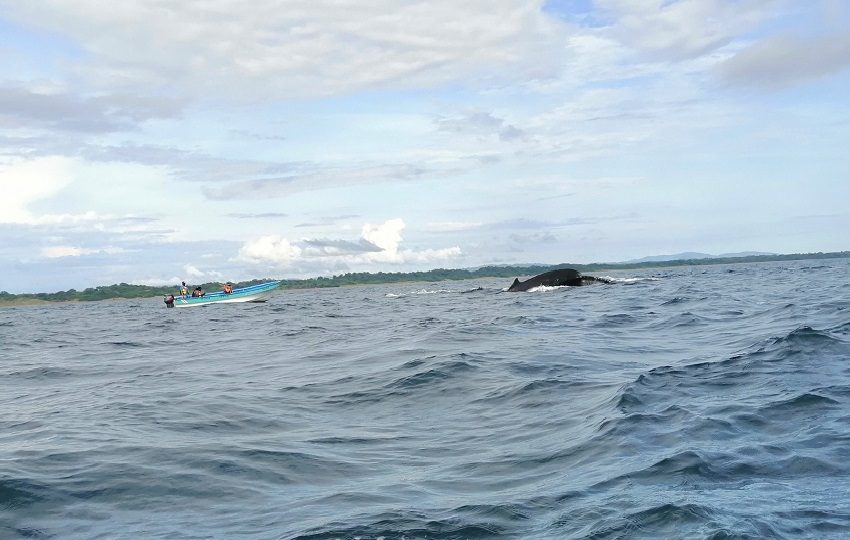 La Autoridad de Turismo de Panamá (ATP) reconoce a Isla Iguana, en Pedasí, como uno de los mejores puntos del país para ver jorobadas. Foto. Thays Domínguez