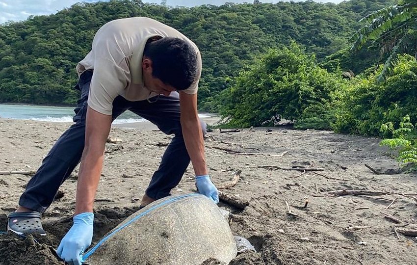 Isla Cañas, un refugio de Vida Silvestre, presenta anidación de junio a diciembre, con picos y “arribadas” masivas entre septiembre y noviembre. Foto. Thays Domínguez