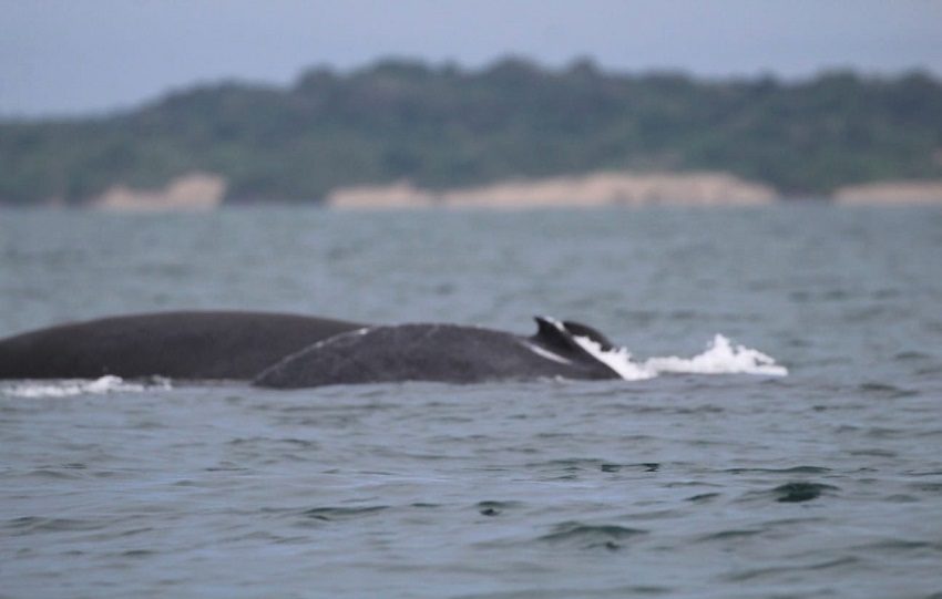 La temporada fuerte es entre agosto y octubre, y siguiendo algunas reglamentaciones, se puede tomar una lancha en el área de playa El Arenal . Foto. Thyas Domínguez