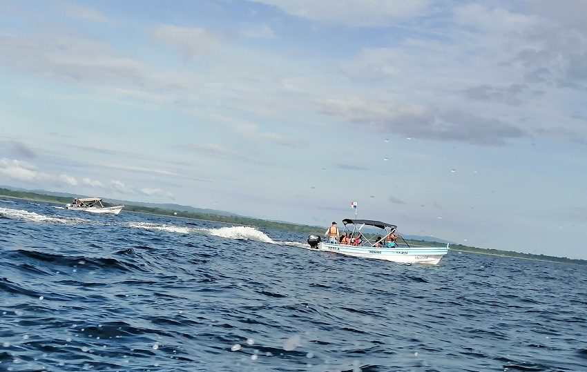Para ver y disfrutar de las hermosas ballenas jorobadas nadando en parejas y con sus crías, los visitantes tienen múltiples opciones. Foto. Thays Domínguez