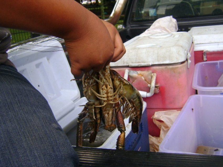 Es la segunda veda del año en Panamá