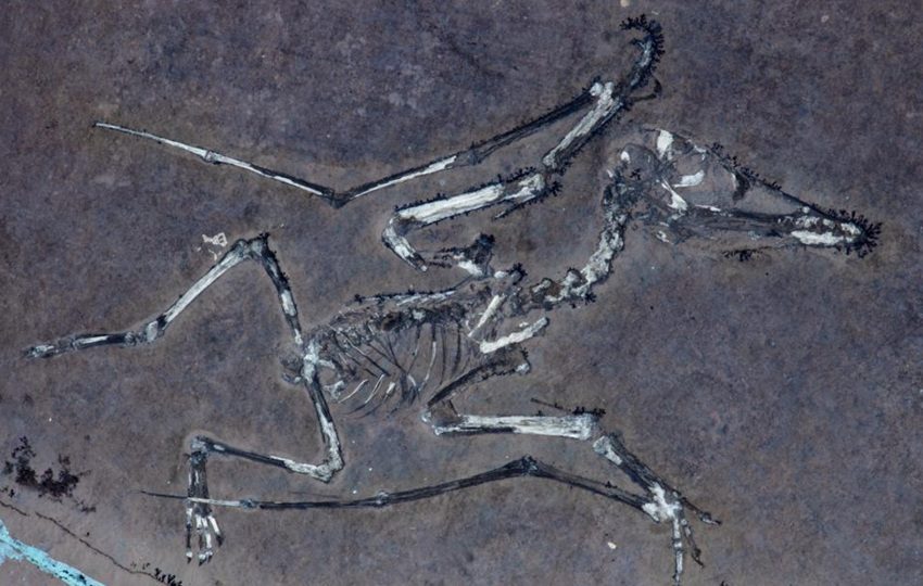 El pterodáctilo recién nacido, apodado Lucky, iluminado con luz ultravioleta. Foto: EFE