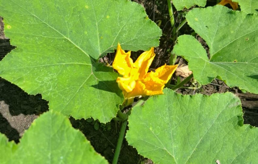 Flor de la planta de zapallo. Foto: Belys Toribio