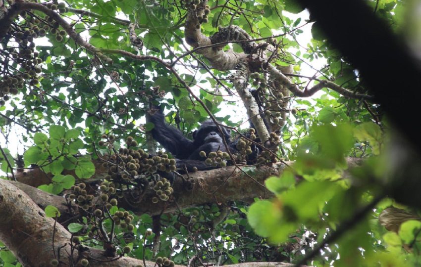Los animales buscan el etanol porque su olor les ayuda a encontrar alimentos con un mayor contenido de azúcar. Foto:  EFE