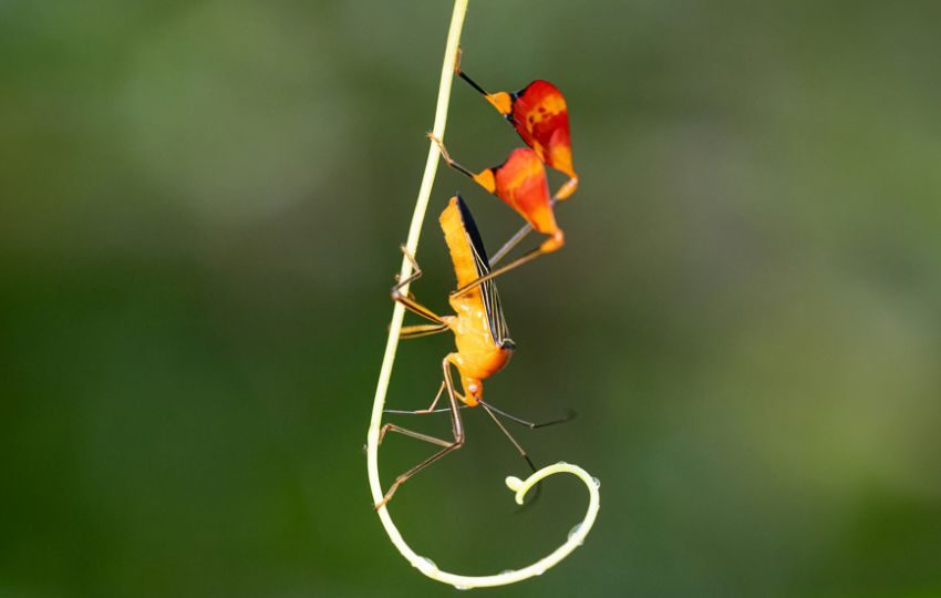 Insecto matador, Bitta alipes (antes Anisoscelis alipes). Foto: EFE