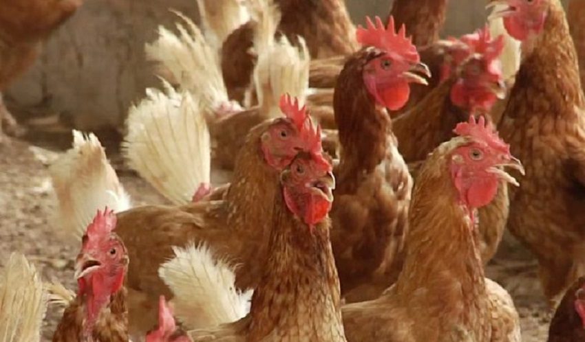 Se han esablecido medidas de cuarentena sanitaria.