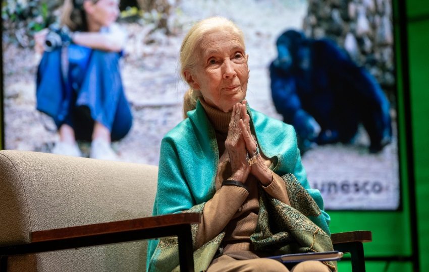 La etóloga y ambientalista británica Jane Goodall. Foto: EFE / Christophe Petit Tesson