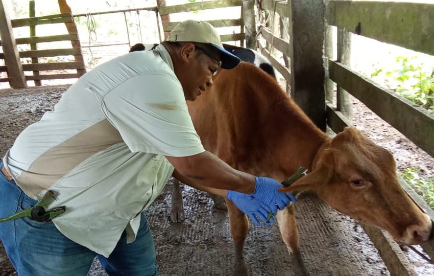 Como parte de estas acciones, se realizó la toma de muestras de sangre. Foto:  Diómedes Sánchez
